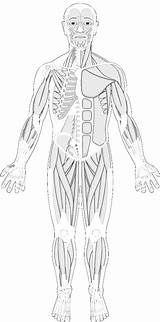Human Anatomy Muscle Coloring Pages sketch template