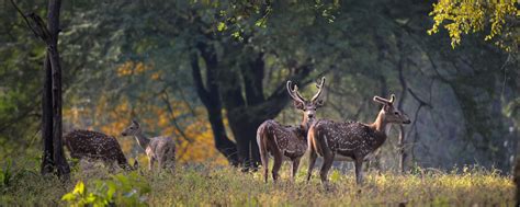 Satpura National Park | Bespoke Satpura Safaris | Natural High