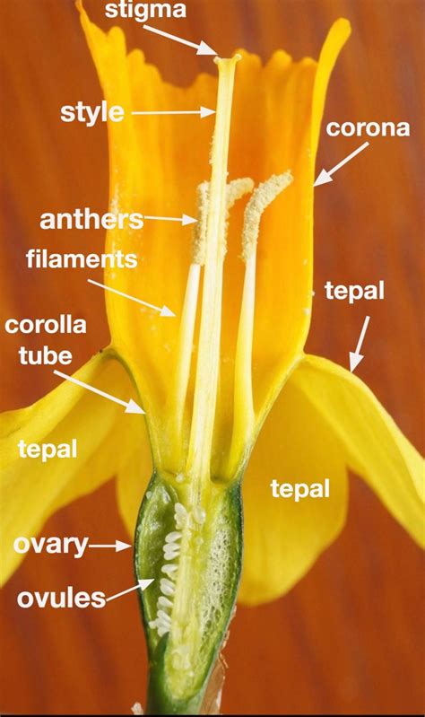 Flower parts - Tree Guide UK