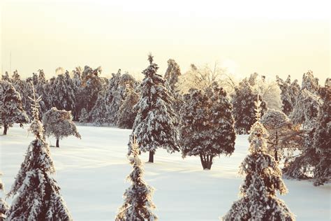 Sunrise In Winter Forest Free Stock Photo - Public Domain Pictures