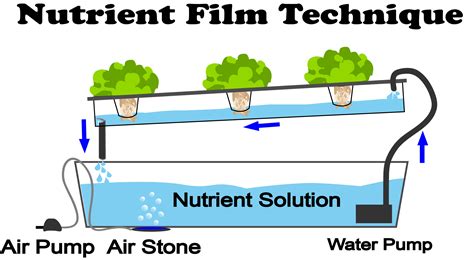 What Is Nutrient Film Technique- NFT Hydroponics? - NoSoilSolutions