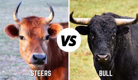 Cow, Steer, or Heifer? What's the Big Difference? - Farmhouse Guide