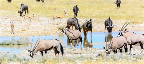 Wildlife in Namibia | Discover Africa Safaris