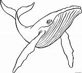 Printable Whale Coloring Pages sketch template