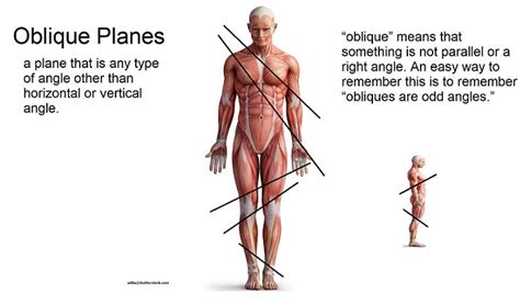 Anatomical Body Planes and Sections – Anatomy and Physiology