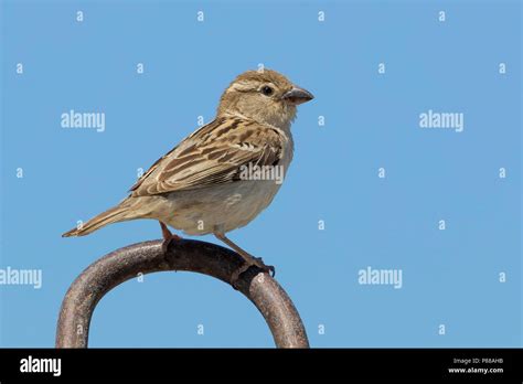 Indian sparrow hi-res stock photography and images - Alamy