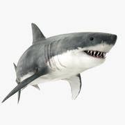 Great White Shark 3D Model $25 - .unknown - Free3D