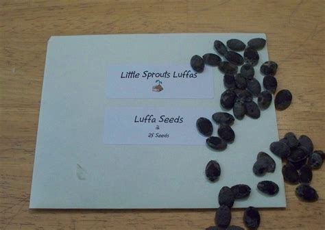 Luffa Seeds, Loofah Seeds by Little Sprouts - Etsy