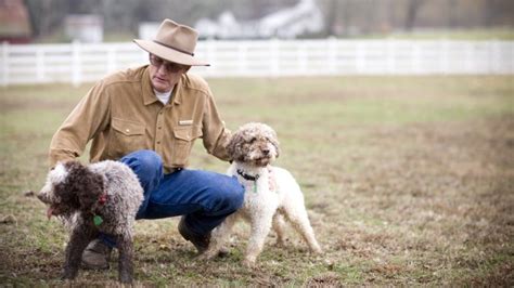 How the Truffle-Hunting Dog Breed Lagotto Romagnolo Is Trained