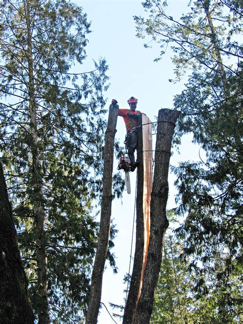 Beginner Tree Climbing Tips - Page 8