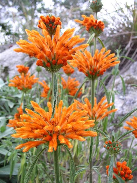 Leonotis leonurus Lion's Tail 25 seeds | Etsy