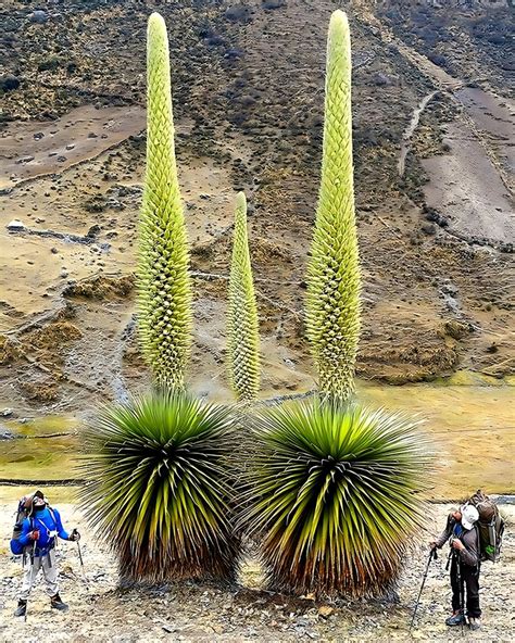 The largest bromeliad in the world, known as “Queen of the Andes,” blooms once per century ...