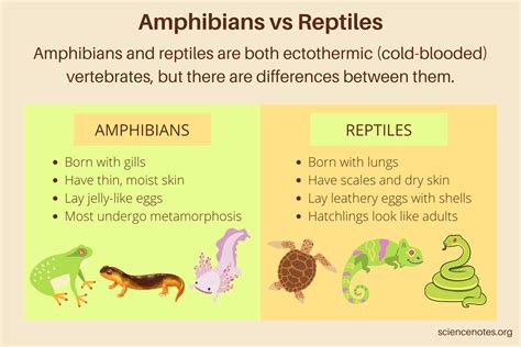 Amphibians vs Reptiles - What's the Difference?