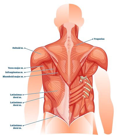 4 Best Pull Up Variations For Back Musculature (with Pictures!) - Inspire US