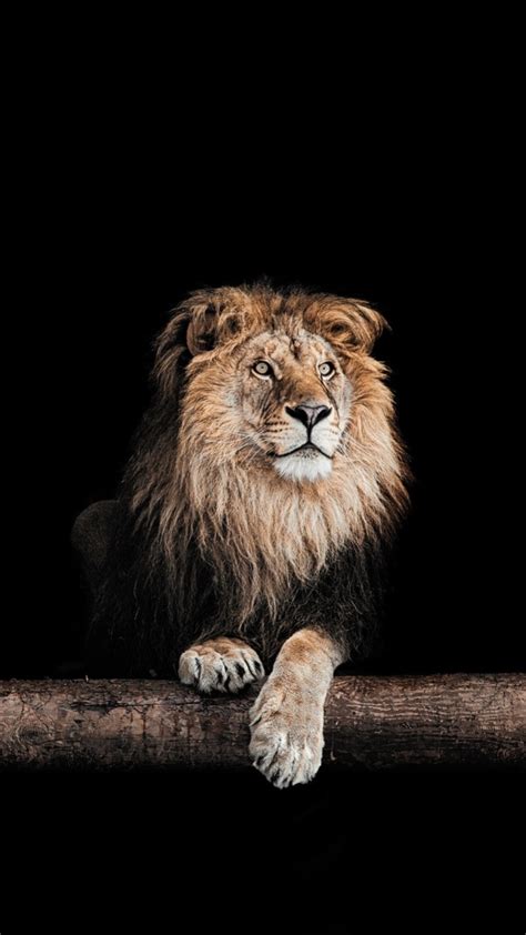 «Lion phone wallpaper» 1080P, 2k, 4k Full HD Wallpapers, Backgrounds Free Download | Wallpaper ...