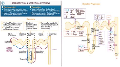 General Biology: Overview of Reabsorption and Secretion in the Nephron ...