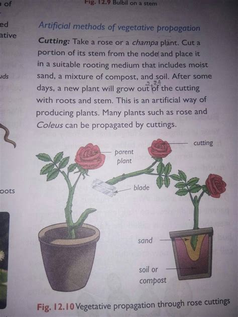 Artificial methods of vegetative propagation Cutting: Take a rose or a ch..