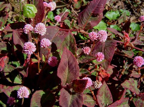 Persicaria capitata (Pink-head knotweed) (Polygonum capitatum)