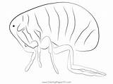 Flea Coloring Page For Kids  Free Fleas Printable Coloring Pages sketch template