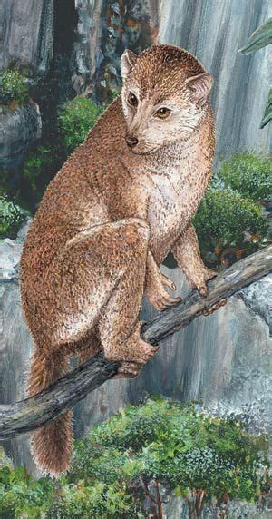 About 50 million years ago Plesiadapis was followed by the adapids, which were also arboreal ...