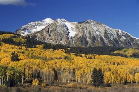 Aspen Trees In Autumn Rocky Mountains Colorado Usa PosterPrint - Walmart.com