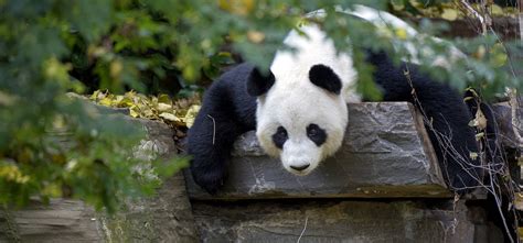 VIP Panda - Meet Australia’s only Giant Pandas, Wang Wang and Fu Ni