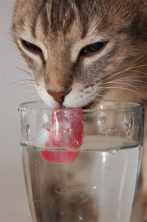 Does Your Cat Drink Enough Water? (Cat Dehydration Symptoms) | Lola The ...