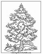 Pine Tree Coloring Pages Free Downloads  Sheets For Kids sketch template