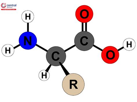 Amino Acid là gì? Thành phần và cách sử dụng của Amino Acid?