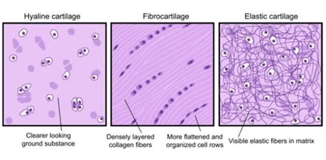 Which Best Describes the Ground Substance of Cartilage Tissue