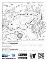 QuiverVision 3D Augmented Reality MPA Coloring Page Lingcod/Bacalao  sketch template