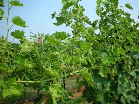 NC Small Fruit & Specialty Crop IPM: Grape phylloxera in NC vineyards