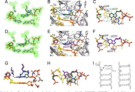 Figure 1 from Structural and Kinetic Analysis of Nucleoside ...