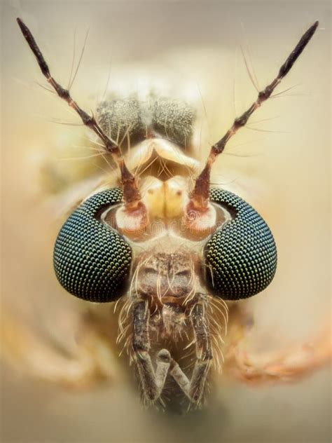 Extreme Magnification - Mosquito Head Stock Image - Image of close, compound: 69734771