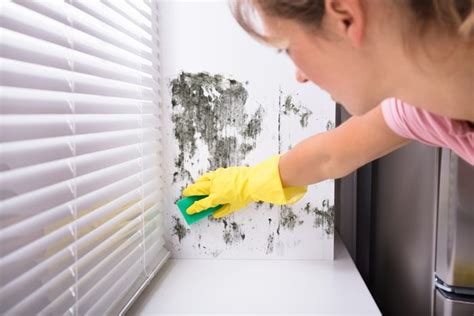 Mildew: How to Get Rid of It Once and for All | Reader's Digest