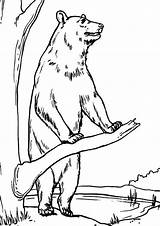 Free & Easy To Print Bear Coloring Pages  Tulamama sketch template