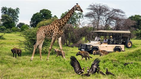 When is the Best Time to Visit Botswana? | Jacada Travel