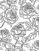 Explore 20  Rose coloring Pages 🌹🎨 Coloringpagesforkidsnet sketch template