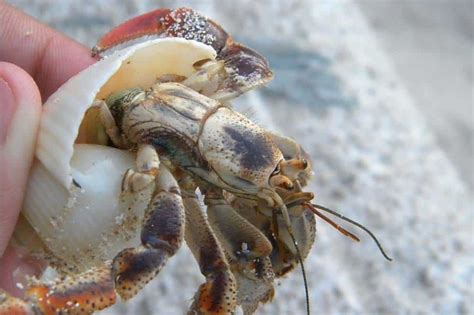 Hermit Crab Molting: A Comprehensive Guide for Pet Owners | ExoPetGuides