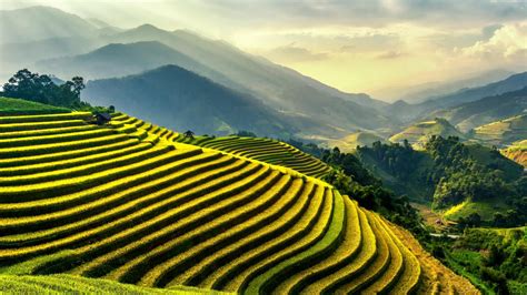 Rice Terraces · Free Stock Photo