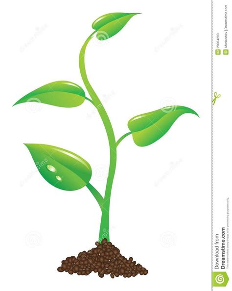 plant sprout clipart - Google Search | Plant pictures, Plants, Plant leaves