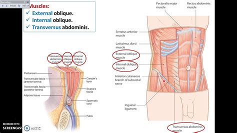 Overview of Abdomen (1) - Layers of Anterior Abdominal Wall - Dr. Ahmed Farid - YouTube