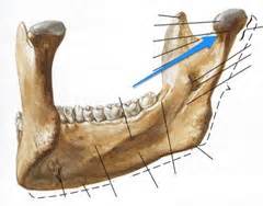 Mandible flashcards | Quizlet