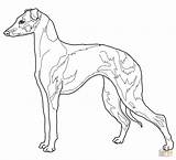 Italian Greyhound coloring page  Free Printable Coloring Pages sketch template