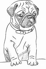 Pug Coloring Pages  Best For Kids sketch template