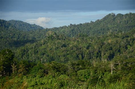 Papua New Guinea: Rainforest protected against all odds – The Rainforest Foundation