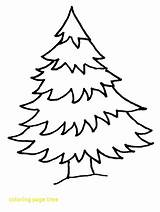 Bristlecone Pine Tree Coloring Page Pages sketch template