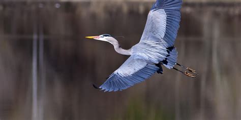 Can You Name These Wetland Animals? Level 1