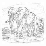 Elephant Coloring Book Pages  Mimi Panda sketch template