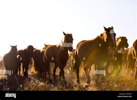 Herded horses in Inner Mongolia Stock Photo - Alamy